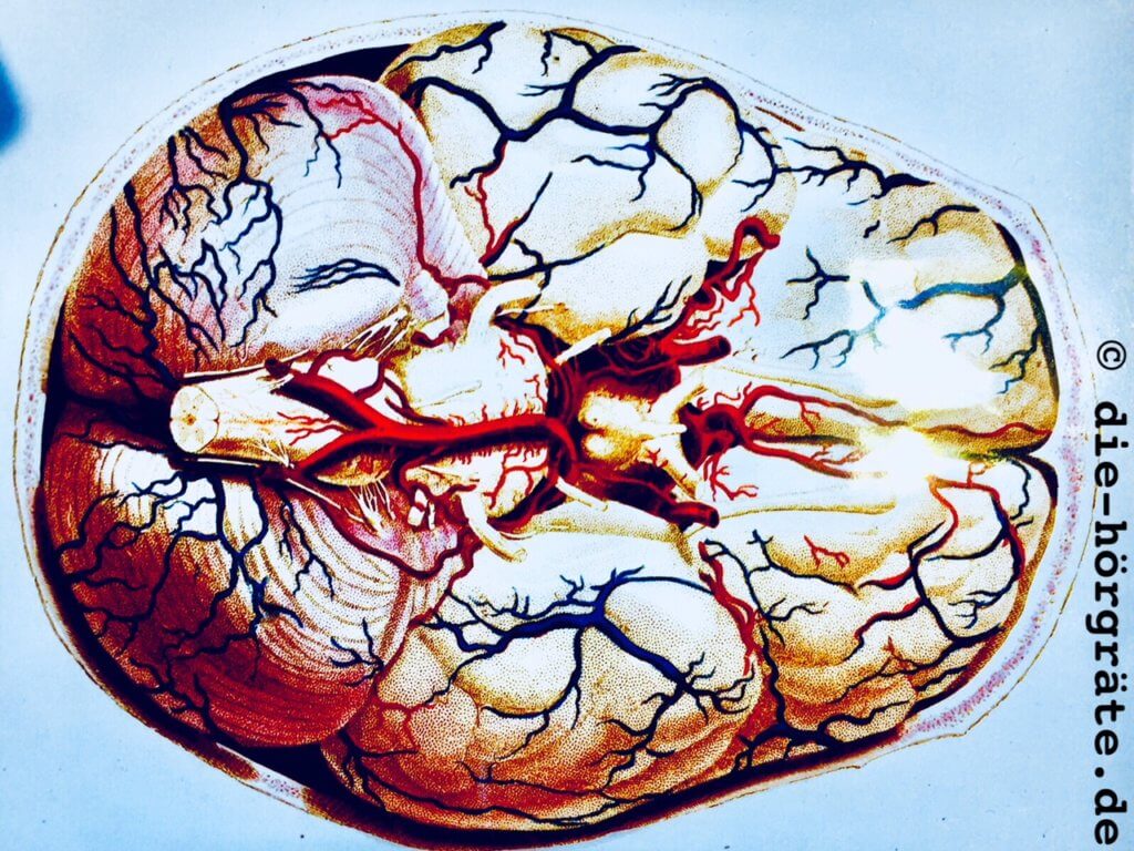 Foto einer alten Gehirn-Zeichnung