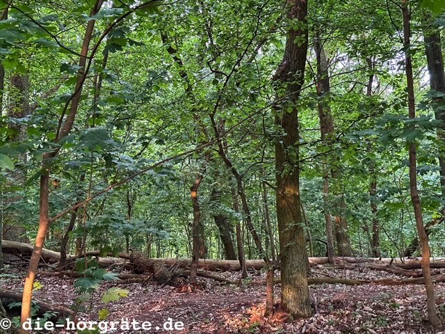 Blick in den Wald (Berliner Stadtforst)