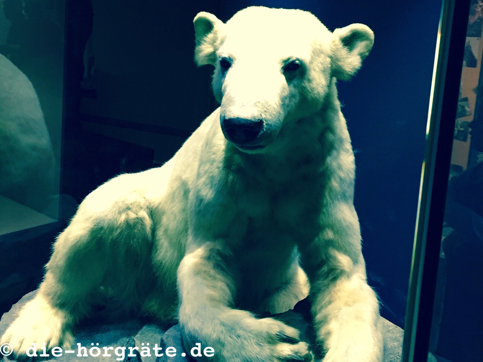 Eisbär Knut (ausgestopft)