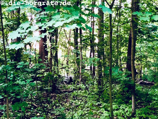 Wald am Müggelsee in Berlin Köpenick